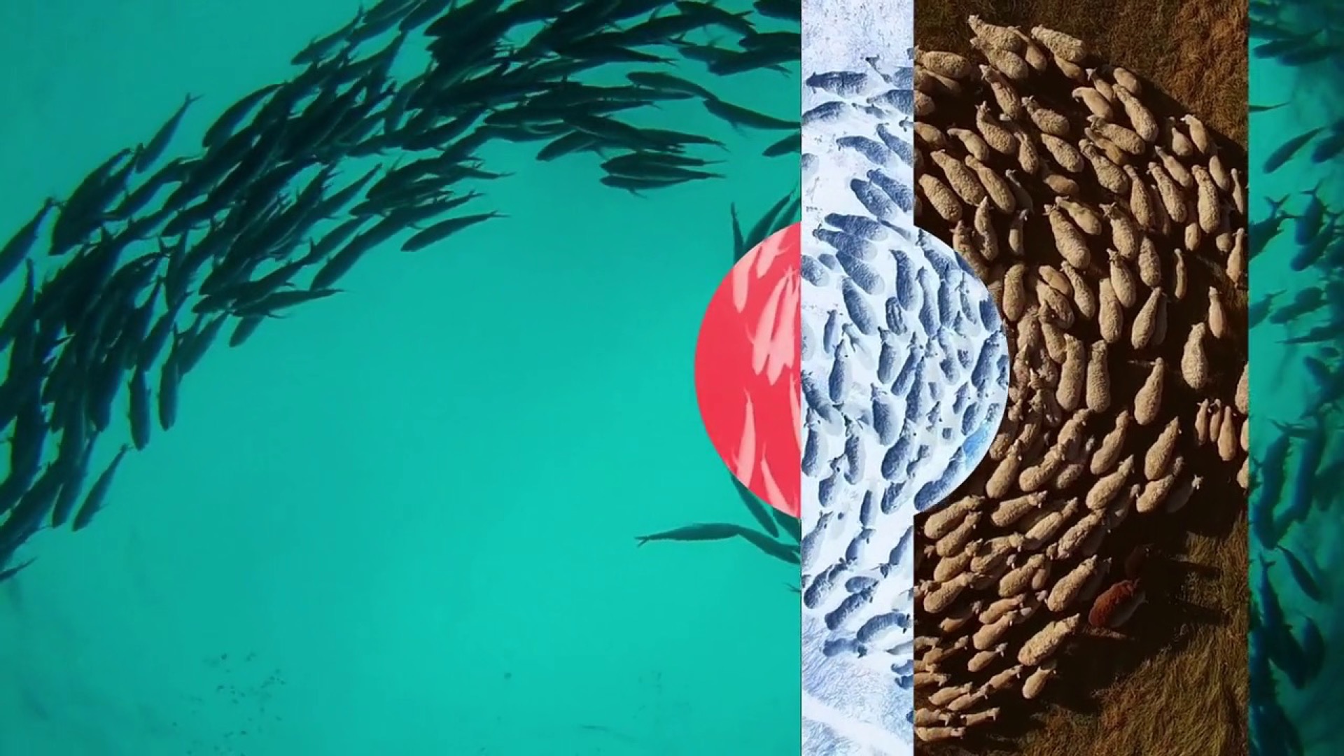 Dispositif contemplatif — motifs mathématiques dans la nature