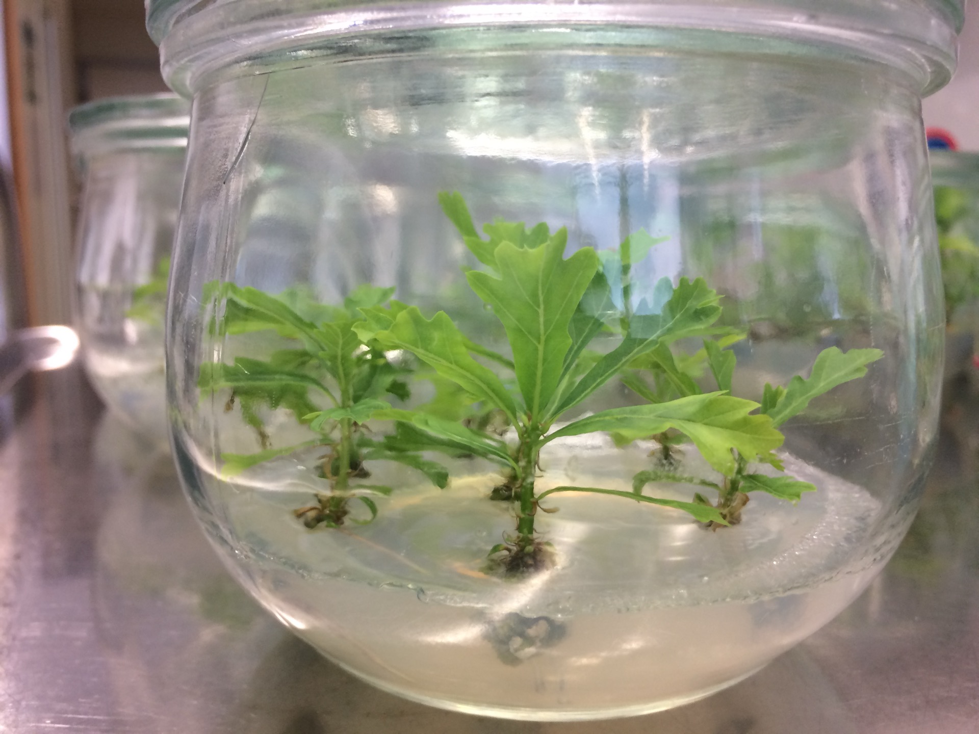Cultures in vitro en bocaux stériles — segment Verhüttung, besser als ihr Ruf
